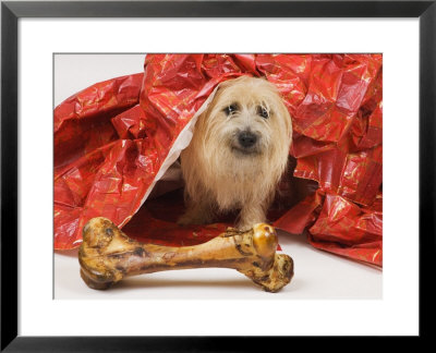 Adult Cairn Terrier Enjoying Christmas by David M. Dennis Pricing Limited Edition Print image