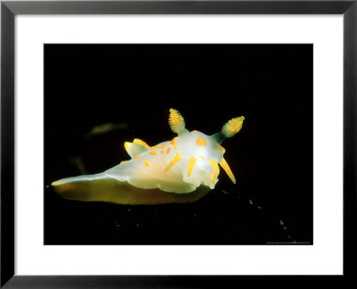 Four-Lined Polycera, Nudibranch, Vevang, Norway by Fredrik Ehrenstrom Pricing Limited Edition Print image