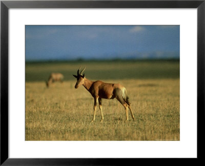 Topi, Standing, Kenya by Berndt Fischer Pricing Limited Edition Print image