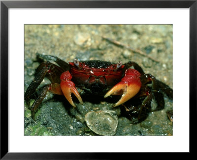 Red Claw Crab, Cardisoma Carnifex by Berndt Fischer Pricing Limited Edition Print image