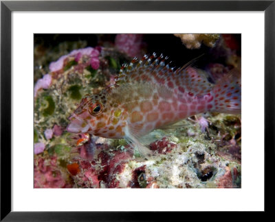 Pixy Hawkfish, Mabul Island, Malaysia by David B. Fleetham Pricing Limited Edition Print image