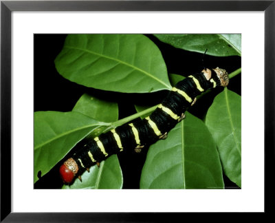 Hawk Moth, Larva, Central America by Michael Fogden Pricing Limited Edition Print image