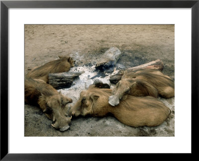 Warthogs, Group By Campfire, South Africa by Patricio Robles Gil Pricing Limited Edition Print image