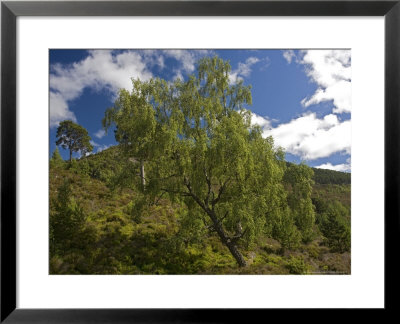 Old Downy Birch At Upper Edge Of Forest, Cairngorms, Scotland by Bob Gibbons Pricing Limited Edition Print image
