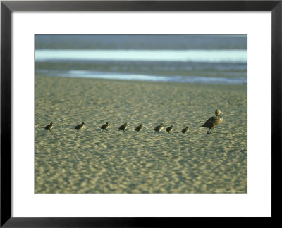 Eider, Somateria Mollissima, Uk by Mark Hamblin Pricing Limited Edition Print image