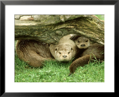 European Otter, Lutra Lutra Male & Cub Under Log On Bank by Mark Hamblin Pricing Limited Edition Print image