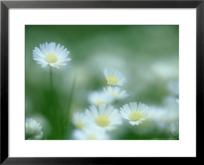 Daisy, Bellis Perennis In Flower, Soft Focus Scotland, Uk by Mark Hamblin Pricing Limited Edition Print image