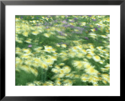 Flowers Blowing In Breeze, Greece by Mark Hamblin Pricing Limited Edition Print image