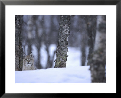 European Lynx, Youngster Camouflaged Inbirch Forest, Norway by Mark Hamblin Pricing Limited Edition Print image