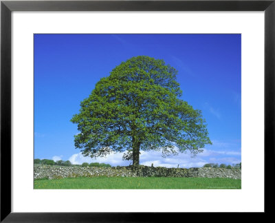 Common Oak, Near Bradwell, White Peak, Peak District National Park, Uk by Mark Hamblin Pricing Limited Edition Print image