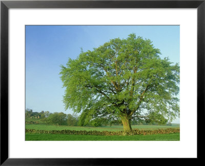 Common Beech, Robin Hoods Stride, Peak District National Park, Uk by Mark Hamblin Pricing Limited Edition Print image