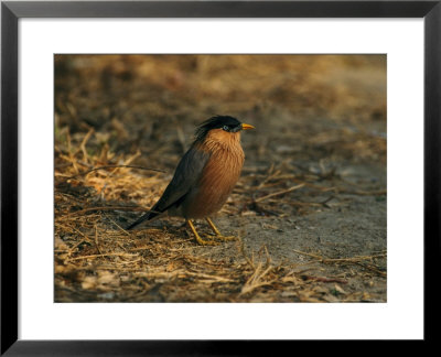 Brahminy Myna by Mark Hamblin Pricing Limited Edition Print image