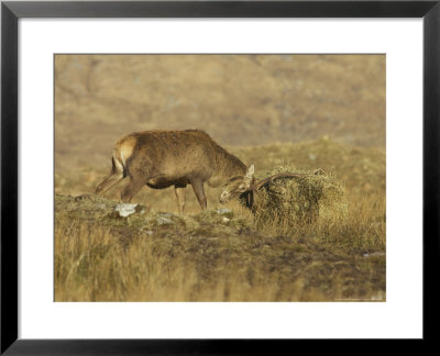 Red Deer, Stag Breaking Up Straw For Food, Scotland by Mark Hamblin Pricing Limited Edition Print image