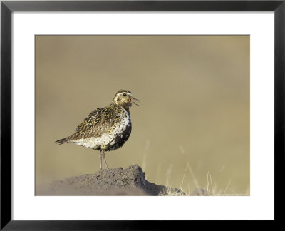 Golden Plover, Adult In Summer Plumage Calling, Iceland by Mark Hamblin Pricing Limited Edition Print image