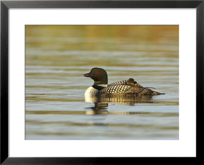 Great Northern Diver, Adult In Breeding Plumage On Water With Chick On Back, Iceland by Mark Hamblin Pricing Limited Edition Print image