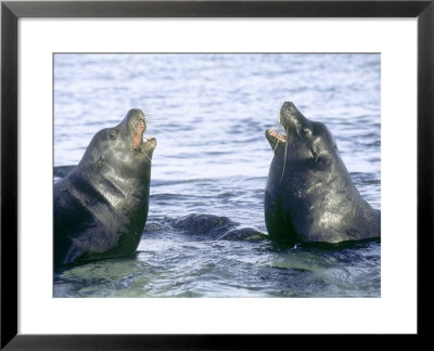 Galapagos Sea Lion, Beachmaster Bulls Fighting, Galapagos by Mark Jones Pricing Limited Edition Print image