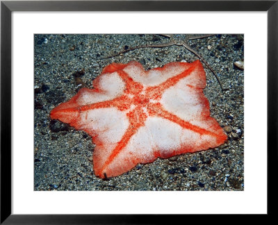 Goose Foot Starfish, Isle Of Lewis, Scotland by Paul Kay Pricing Limited Edition Print image