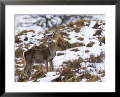Highland Red Deer, Hind Standing In Snow, The Highlands, Scotland by Elliott Neep Pricing Limited Edition Print image