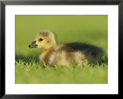 Canada Goose, Gosling Sitting In Grass, London, Uk by Elliott Neep Pricing Limited Edition Print image
