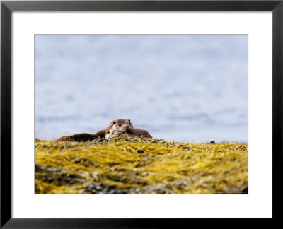 European Otters, Female Sibling Otters Basking On Seaweed Covered Rocks, Scotland by Elliott Neep Pricing Limited Edition Print image