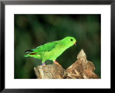 Blue-Crowned Hanging Parrot, Female, Zoo Animal by Stan Osolinski Pricing Limited Edition Print image