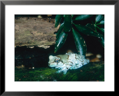 Amazon Milk Frog, Aquarium Animal by Stan Osolinski Pricing Limited Edition Print image