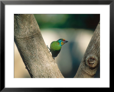 Black-Browed Barbet, Foraging, Zoo Animal by Stan Osolinski Pricing Limited Edition Print image