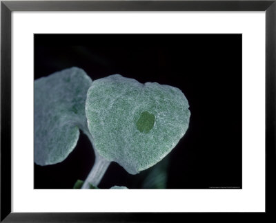 Lambs Ear, Showing Damage From Wool Carder Bee, Teddington, Uk by O'toole Peter Pricing Limited Edition Print image