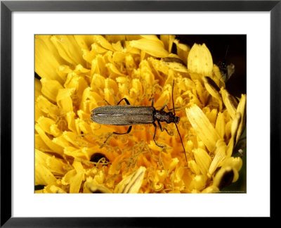 Oedemera Nobilis On Flower, Uk by O'toole Peter Pricing Limited Edition Print image