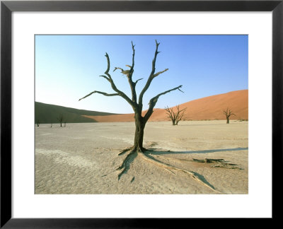 Dead Trees On Floor Of Pan, Namibia by Richard Packwood Pricing Limited Edition Print image