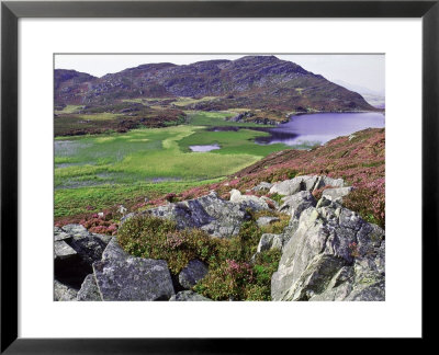 Heather Covered Slopes Overlooking Gloywlyn In Rhinog Mountains, North Wales by Richard Packwood Pricing Limited Edition Print image