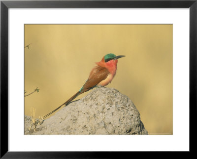 Carmine Bee-Eater, Perched On Termite Mound, Botswana by Richard Packwood Pricing Limited Edition Print image