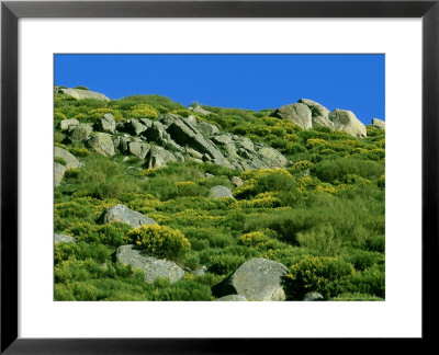Broom, Spain by Manfred Pfefferle Pricing Limited Edition Print image