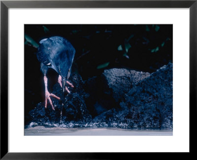 Lava Heron, Fishing, Galapagos Islands by Mary Plage Pricing Limited Edition Print image