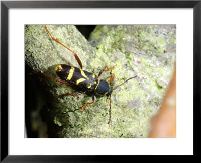 Wasp Beetle, Egglaying, Cambridgeshire, Uk by Keith Porter Pricing Limited Edition Print image