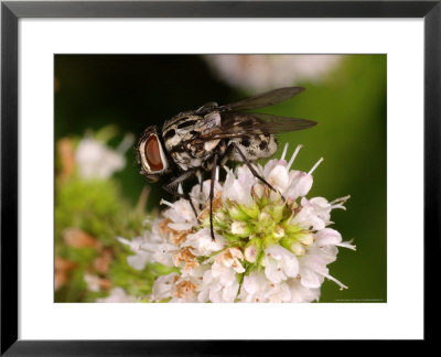 Fly, Adult Feeding On Flower, Cambridgeshire, Uk by Keith Porter Pricing Limited Edition Print image