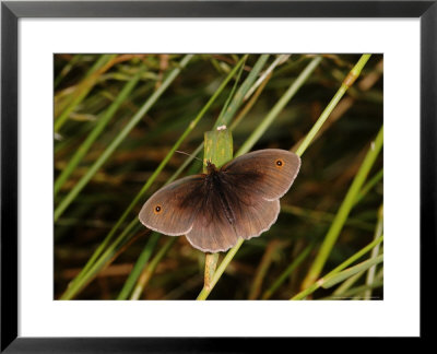 Meadow Brown Butterfly, Adult Male Basking, Cambridgeshire, Uk by Keith Porter Pricing Limited Edition Print image