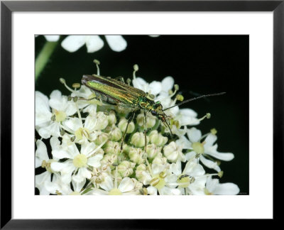 Beetle, Adult Female Feeding, Cambridgeshire, Uk by Keith Porter Pricing Limited Edition Print image