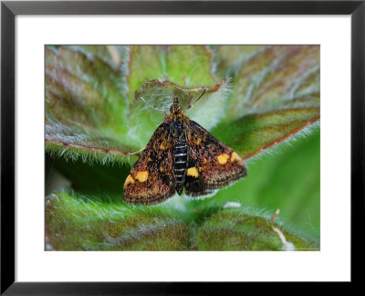 Pyralid Moth, Adult Feeding, Cambridgeshire, Uk by Keith Porter Pricing Limited Edition Print image