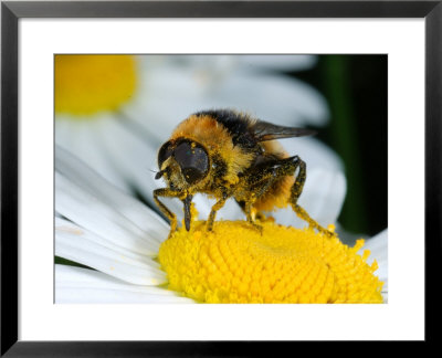 Hoverfly, Feeding On Flower, Cambridgeshire, Uk by Keith Porter Pricing Limited Edition Print image