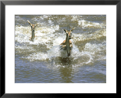 Thomsons Gazelle, Female Swimming, Kenya by Mike Powles Pricing Limited Edition Print image