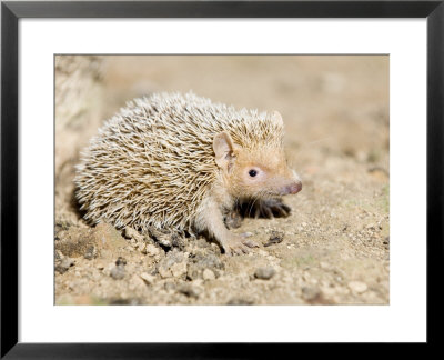 Madagascar Hedgehog, Adult, Madagascar by Mike Powles Pricing Limited Edition Print image