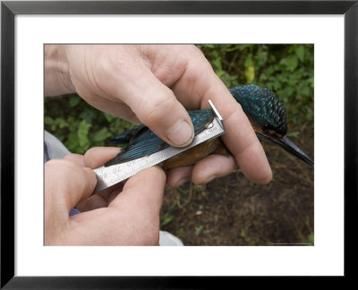 Kingfisher, Bird Ringer Measuring Primary Feathers, Uk by Mike Powles Pricing Limited Edition Print image