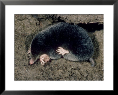 Mole, Showing Hind And Fore Feet by Robin Redfern Pricing Limited Edition Print image