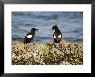 Black Guillemots, Pair, Scotland by Keith Ringland Pricing Limited Edition Print image