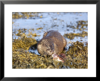 Otter, Otter With Fish Prey On Seaweed, Scotland by Keith Ringland Pricing Limited Edition Print image