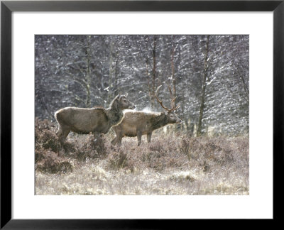 Red Deer, Stag Shaking Water Out Of Its Coat, Scotland by Keith Ringland Pricing Limited Edition Print image
