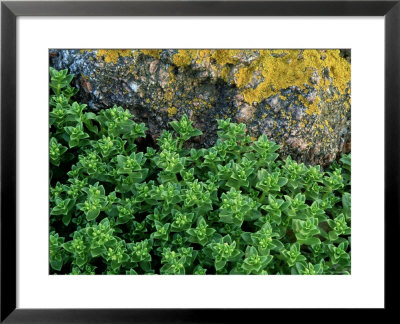Sea Sandwort, Honkenya Peploides by Iain Sarjeant Pricing Limited Edition Print image
