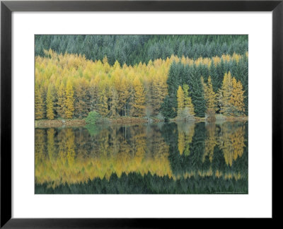 Autumn Larch Trees Reflected In Loch Meig, Strathconon by Iain Sarjeant Pricing Limited Edition Print image