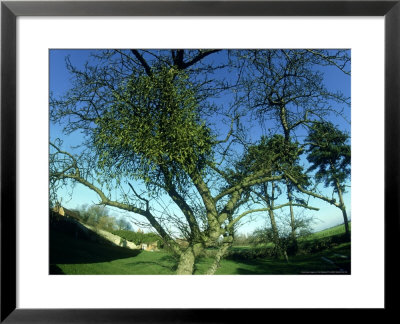 Mistletoe, Viscum Album by Tim Shepherd Pricing Limited Edition Print image